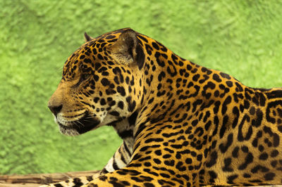 Close-up of tiger