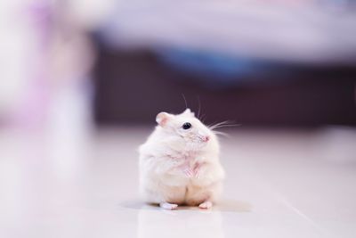 Close-up of white rabbit