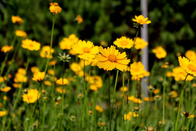 Close-up of yellow flowering plants on field