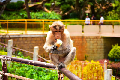Monkey eating ice cream on railing