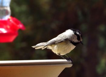 Close-up of bird perching on feeder