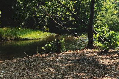 Scenic view of lake in forest