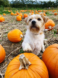 High angle view of dog by pumpkins during autumn