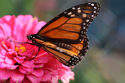 Close-up of butterfly pollinating on pink flower