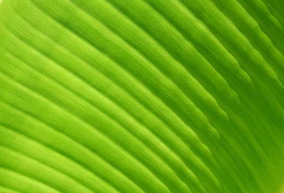 Full frame shot of palm leaves