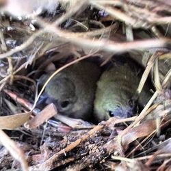 Close-up of young bird