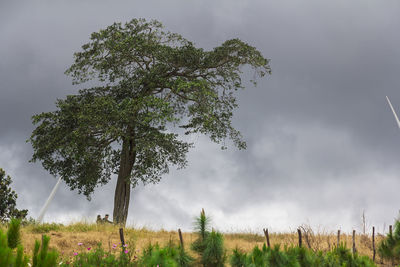 Trees on field against sky