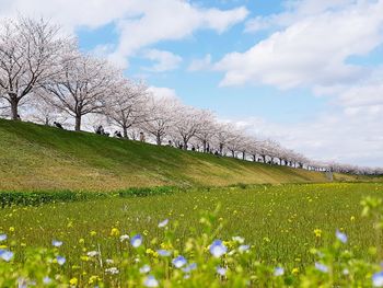 Cherry blossom with blue sky, lovely spring in japan