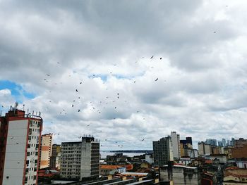 Flock of birds flying in sky