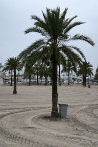 Palm trees on beach against sky