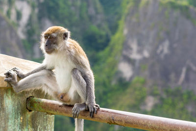 Close-up of monkey sitting on tree