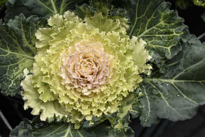 Close-up of flower