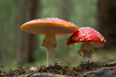 Close-up of fly agaric mushroom on field