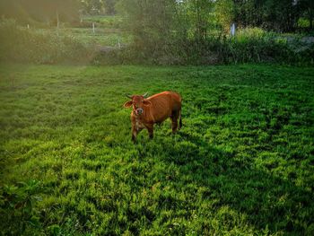 Cow standing in a rice feild in hoi an vietnam.