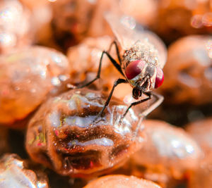 Close-up of fly