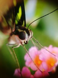 Close-up of insect on flower