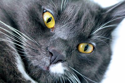 Close-up portrait of a cat