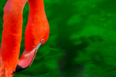 Close-up of swan in lake