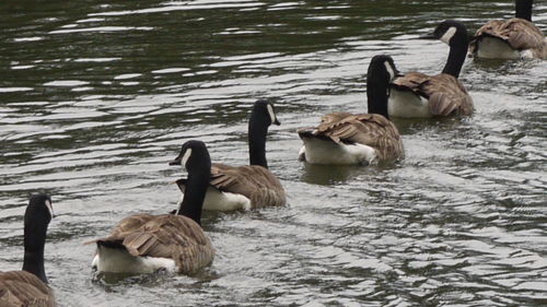 High angle view of ducks swimming on lake