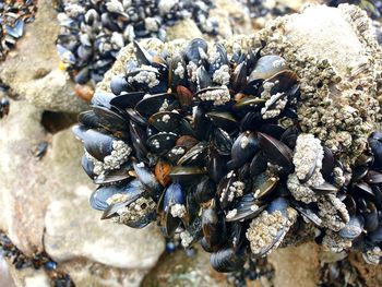 Close-up of caterpillar on rock