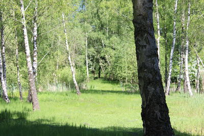 Trees in forest