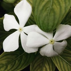 Close-up of white flower
