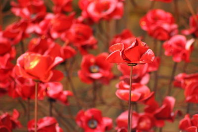 Close-up of red flower