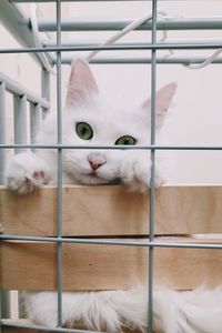 Close-up portrait of white cat by metal