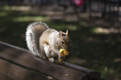 Close-up of squirrel eating fruit