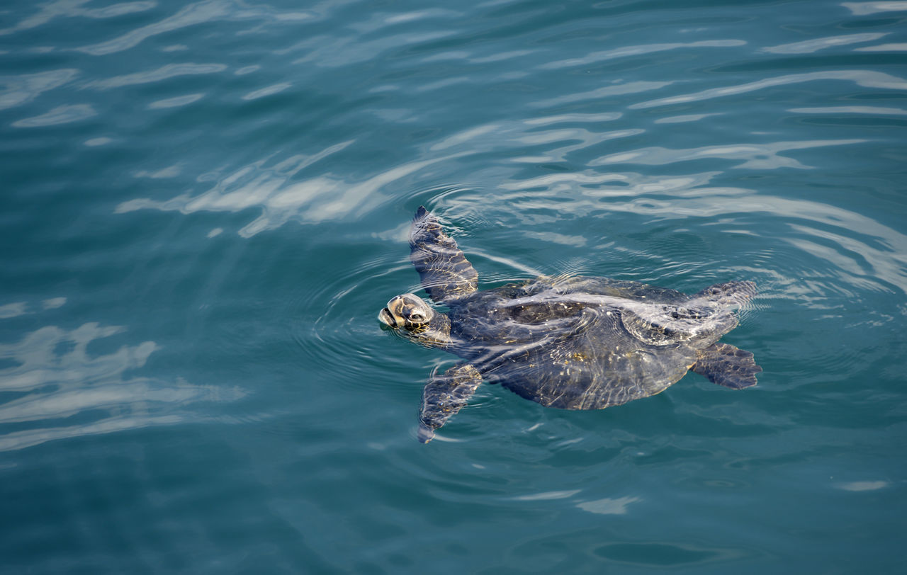 HIGH ANGLE VIEW OF TURTLE IN SWIMMING SEA