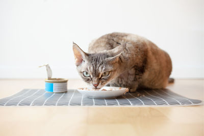 Close-up of cat sitting on table