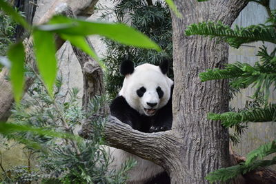 Hi there panda