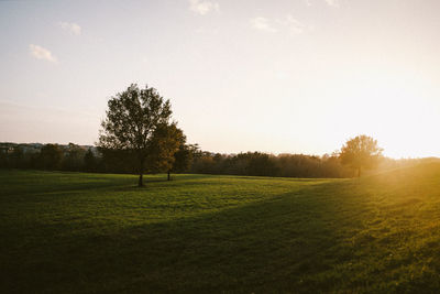 Trees on field against sky