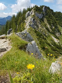 Scenic view of grassy field and mountains