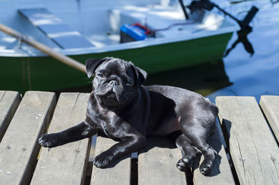 Portrait of dog on seat