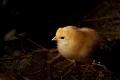 Close-up of young bird at night