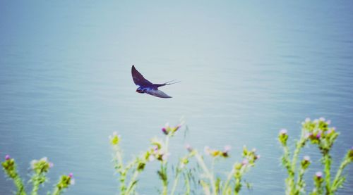 Bird flying over sea