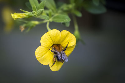 Close-up of bee pollinating on yellow flower