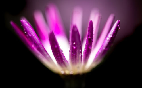 Close-up of pink flower against black background