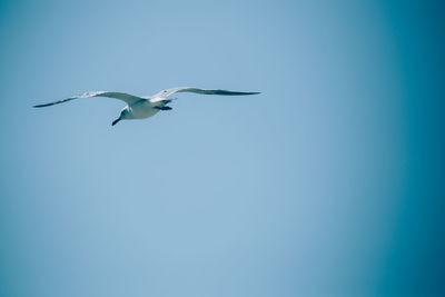 Low angle view of bird flying against clear sky