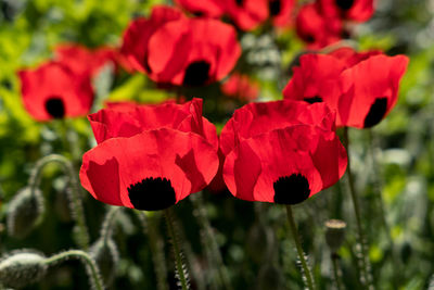 Close-up of red poppy blooming outdoors