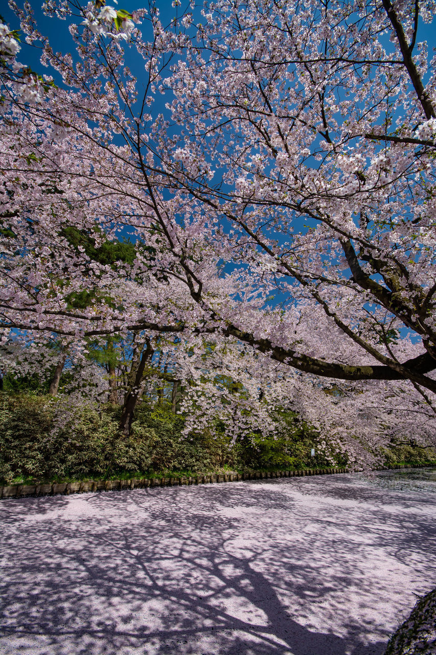 VIEW OF CHERRY BLOSSOM TREE