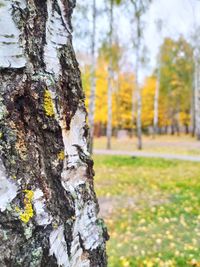 Close-up of lichen on tree trunk