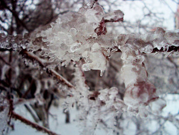 Close-up of white flowers on snow