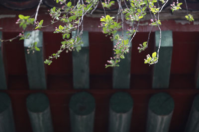 Close-up of potted plant