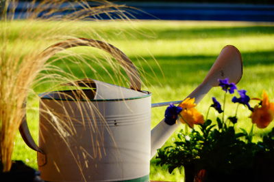 Watering can by plants at yard