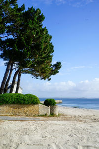 Trees on beach against blue sky