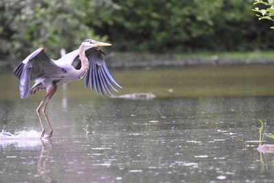 Great blue heron flying over lake