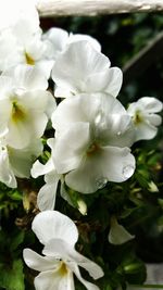 Close-up of white flowers blooming outdoors