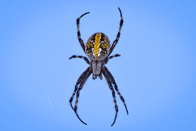 Close-up of spider on web against blue background